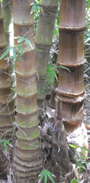 Bamboo